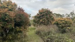 270 Zills Mango Trees On February 14, 2025