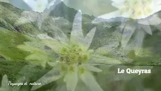 Paysages et Nature  LE QUEYRAS  MONTAGNE FLEURI de quoi planer en musique douce