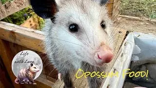 Let&rsquo;s Make Opossum Food Tutorial! #tutorial #howto #babyanimals #opossum