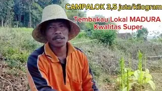 tembakau campalok 3juta 500/ kilogram, tembakau Madura yang berkwalitas tinggi terkenal ke nusantara