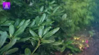 Rain Sound for Sleeping: Relaxing Rain Sounds for Sleep and Stress Relief