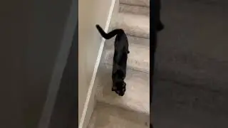 Vocal cat greets owner