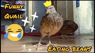 Cute and Funny Quail Eating Mung Beans | Quail Eating Video | Hey Quail