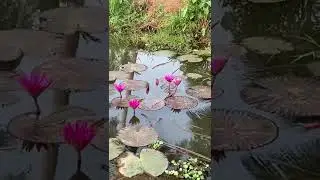 Red water lilies💐🍀☘️