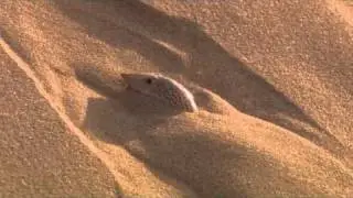 The Desert Sands