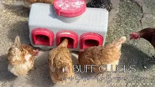 Buff Clucks Herb Supplement for Backyard Chickens