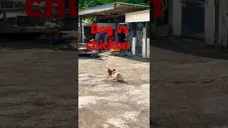 who wins? #dog #doglover #chicken #wildlife #shorts #short #subscribe #sub #youtube #youtubeshorts