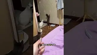 She Fool The Cat To Turn Off The Light 😯