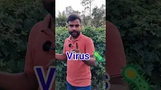 Leaf curl virus control karne ka tarika🦠 #shorts