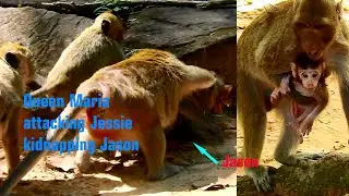 Oop, Queen Maria Help Jill & Got Furious Attacking Jessie Monkey Stealing Newborn Jason So Long Time