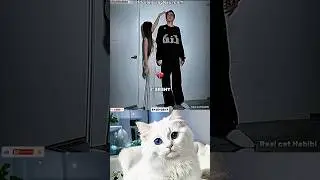 man will be man 💀 #funny #cat #dance #viral