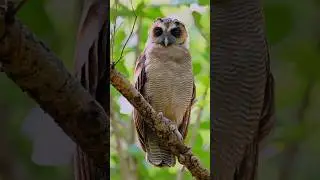 The Enigmatic Brown Wood Owl | Shorts in 4K HD
