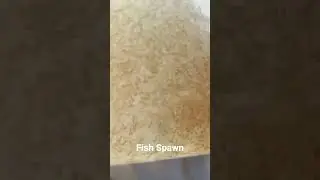 Fish Spawn IMC 🔥 Sale Assam Fishery 😱 Fish Spawn Amur carp Sale Tezpur 😱 #assamviral  #fish #assam