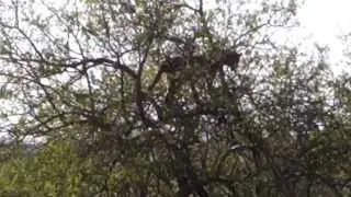 Lioness hanging out near a tree that she had chased a leopard up into