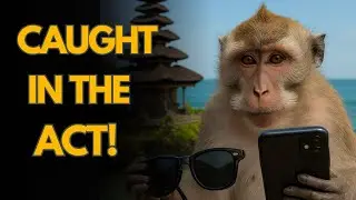Monkey Thieves of Bali: Shocking Tricks Behind Their Clever Heists