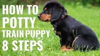 How to potty train your puppy fast in 8 easy steps | Easy Way to Potty Train Dog & Puppy