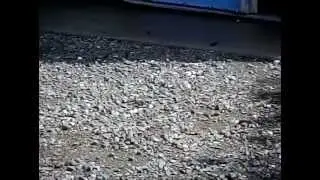 Hummingbird at 320 fps