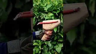 Handmade Survival Craft Skills #diy #craft #youtubeshorts #wood #bamboo