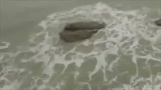 Sereias Reais Capturadas Em Video