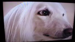 Afghan Hound Commercial  Alfie 1993