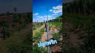พริก​ #how2trips #เที่ยวดิ #farming #กสิกรรมธรรมชาติ #garden