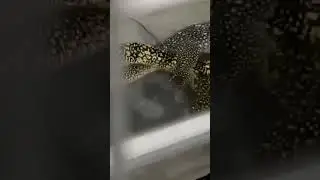 Nuchalis x Cumingi #monitorlizard #watermonitor #varanus