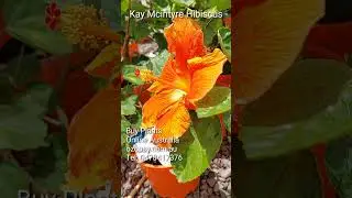 Kay Mcintyre Hibiscus - orange hibiscus flower  #gardening #hibiscusplant #flowers #plants