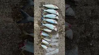 Morning fishing session off the wharf #auckland #fishingnz #fishingauckland #mancing
