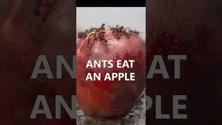 Ants eat an apple 🐜🐜🐜🍎