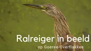 Ralreiger in beeld #800