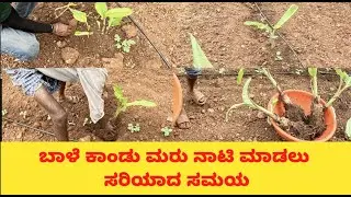 ಬಾಳೆ ಕಾಂಡು ಮರು ನಾಟಿ ಮಾಡಲು ಸರಿಯಾದ ಸಮಯ