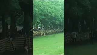 karapan kambing hut joyo lelono