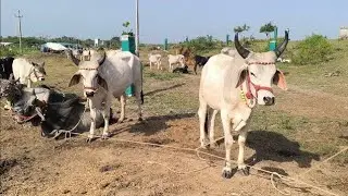 રામ લખન ન જેવી જોડી હો એક જુવો ને એક ભુલો કચ્છ ના કાંકરેજ ગોધલા સાવ સસ્તા ને સાવ સોજા ..#viralvideo 