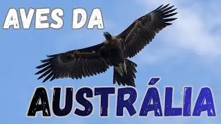 AVES DA AUSTRÁLIA