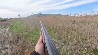 Ronni (19mesi) un radar al posto del naso su beccaccino #setteringlese  #world #snipedog #beccaccino