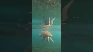 Diving and snorkeling on Koh Tao with turtles 🐢🐢🐢🐢🐢🐢