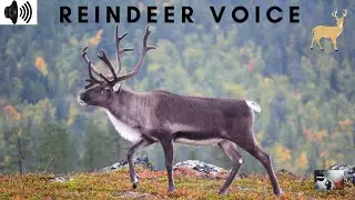 REINDEER VOICE | SINGLE GRUNT | HISS | RANGIFER TARANDUS|CARIBOU |CIRCUMPOLAR DISTRIBUTION|TRIZZLER|