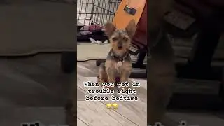 Ripping out toys midnight is crazy work 🤯 #puppy #helpmemakethismakesense #animals #yorkie #luna