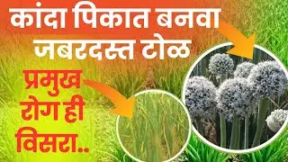 टोळ बनवण्यासाठी ड्रिंचिंग | कांदा पिकातील रोग व उपाय | kanda drinching | Kanda khat dose #कांदा 