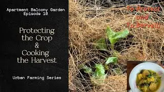 Episode 10  - Protecting the Crops and Cooking the Harvest