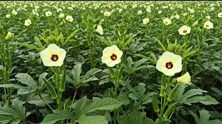 Advanta Radhika bhindi seeds | Radhika bhindi |  Bhindi ki kheti kaise karen 