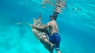 Морская черепаха. Дельфины. Филиппины. Marine turtle. Sea turtle. Dolphins. Philippines.