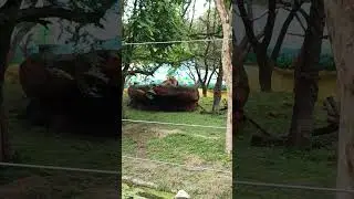 African Lion 🦁 #shorts #lion #zoo #youtubeshorts #trending