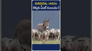 పాకిస్థాన్​​కు, గాడిదల లెక్కకు ఏంటీ సంబంధం|Role of Donkeys in Pakistan's Economic Growth