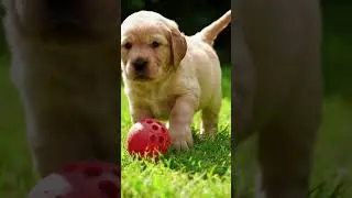 Puppy's Cutest Ball Chase EVER! 🐶😂