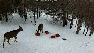 Very active young deer tonight. 2-2-2026 4:57 PM