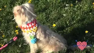 Pañuelito tejido para mascotas