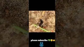 Where Are The Ants Going? 🐜 🌿 #shots #antsteamwork #satisfyingvideo #nature #ytshorts