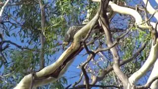 Yellow Wattlebird