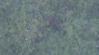 Bear cub spotted near Crescenta Valley High School